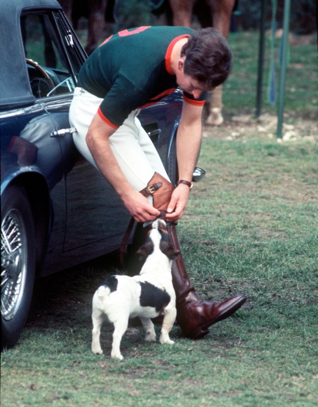 WINDSOR, UNITED KINGDOM - JUNE 06: Prince Charles, Prince of Wales and his Jack Russell dog Tigga relax during a polo match at Windsor Great Park on June 06, 1976 in Windsor, England. (Photo by Anwar Hussein / Getty Images)