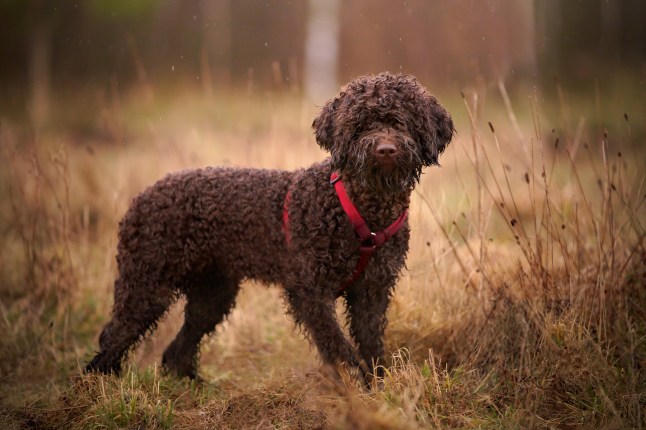 A Lagotto Romagnolo dog stands in a meadow. The doggy is getting wet in the light rain. Outdoor photo