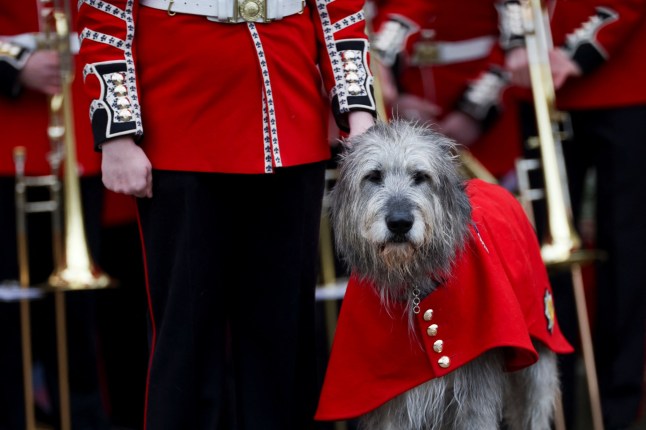 Irish Wolfhound regimental mascot Turlough Mor, also known as Seamus, attends St. Patrick's Day Parade at Wellington Barracks in London, Britain, March 17, 2025. REUTERS/Isabel Infantes