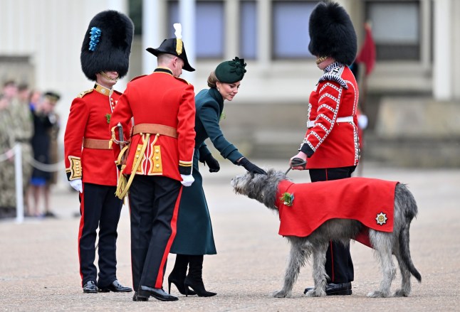 LONDON, ENGLAND - MARCH 17: Catherine, Princess of Wales greets Turlough M??r, the Irish Wolf Hound regimental mascot, alongside members of the Irish Guards during the 2025 Irish Guard's St. Patrick's Day Parade at Wellington Barracks on March 17, 2025 in London, England. (Photo by Samir Hussein/WireImage)